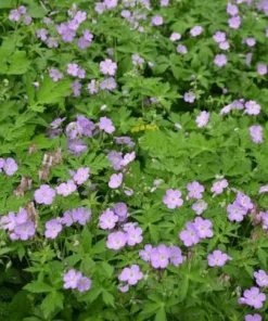10 Wild Geranium Bare Roots - Geranium maculatum Perennial Flower Plant - Image 1