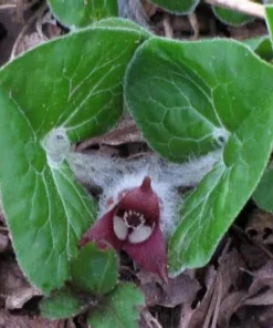 10 Wild Ginger Bare Root Plants Asarum canadense Native Perennial Shade - Image 4