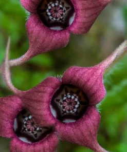 10 Wild Ginger Bare Root Plants Asarum canadense Native Perennial Shade - Image 7