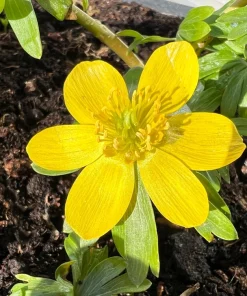 10 Winter Aconite Seeds - Eranthis Hyemalis Yellow Sun Shade Flower Seeds - Image 10