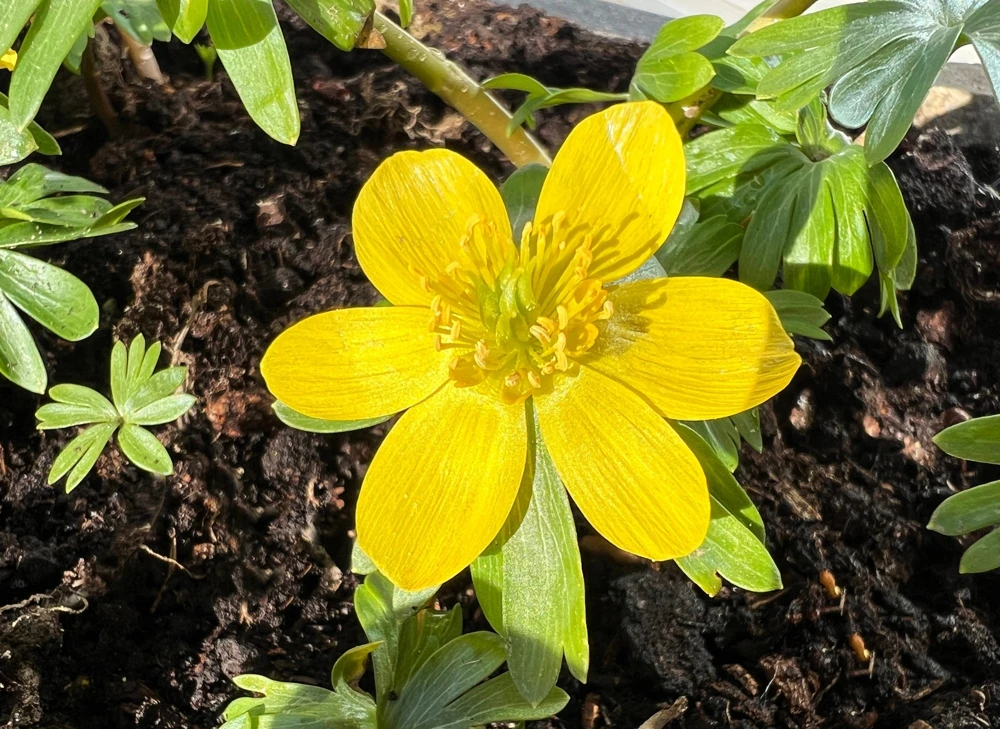 10 Winter Aconite Seeds - Eranthis Hyemalis Yellow Sun Shade Flower Seeds - Image 10