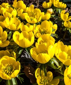 10 Winter Aconite Seeds - Eranthis Hyemalis Yellow Sun Shade Flower Seeds - Image 2