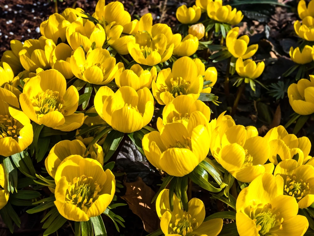 10 Winter Aconite Seeds - Eranthis Hyemalis Yellow Sun Shade Flower Seeds - Image 2