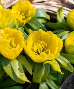 10 Winter Aconite Seeds - Eranthis Hyemalis Yellow Sun Shade Flower Seeds - Image 3