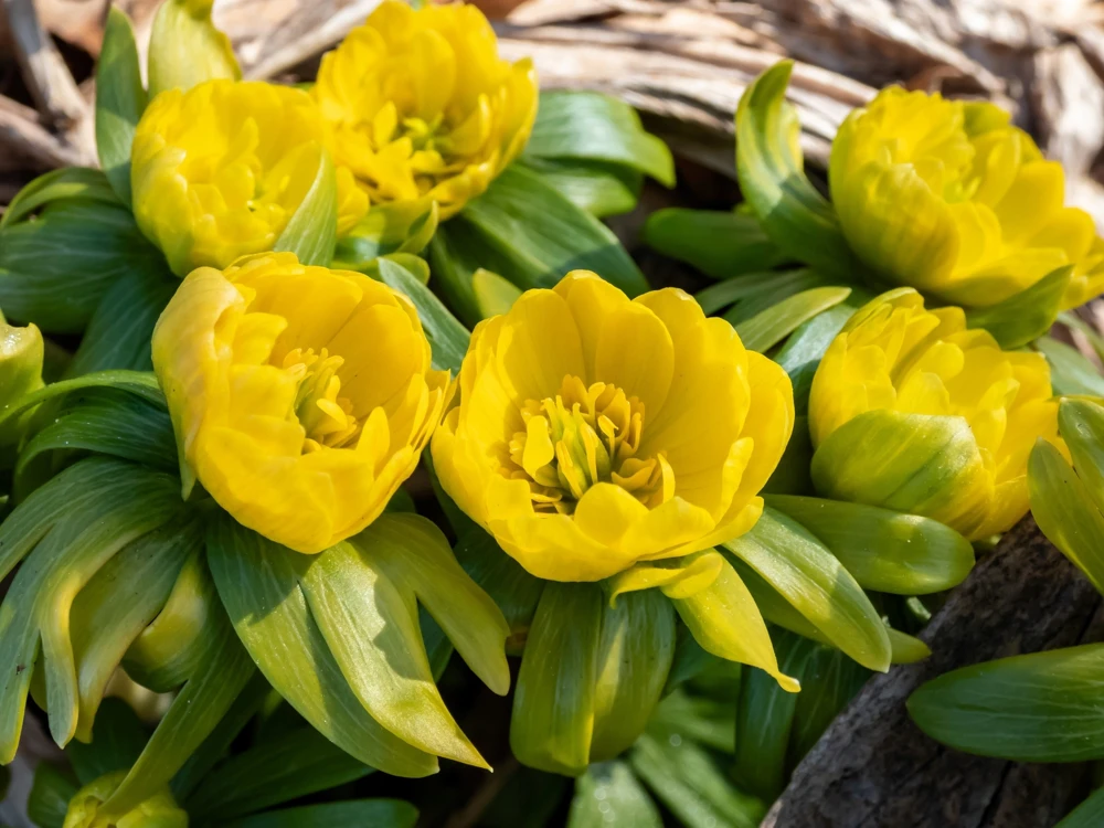 10 Winter Aconite Seeds - Eranthis Hyemalis Yellow Sun Shade Flower Seeds - Image 3