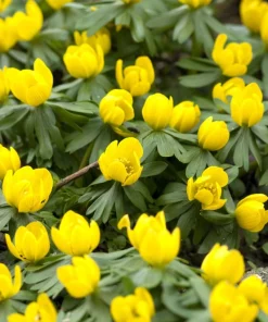 10 Winter Aconite Seeds - Eranthis Hyemalis Yellow Sun Shade Flower Seeds - Image 4