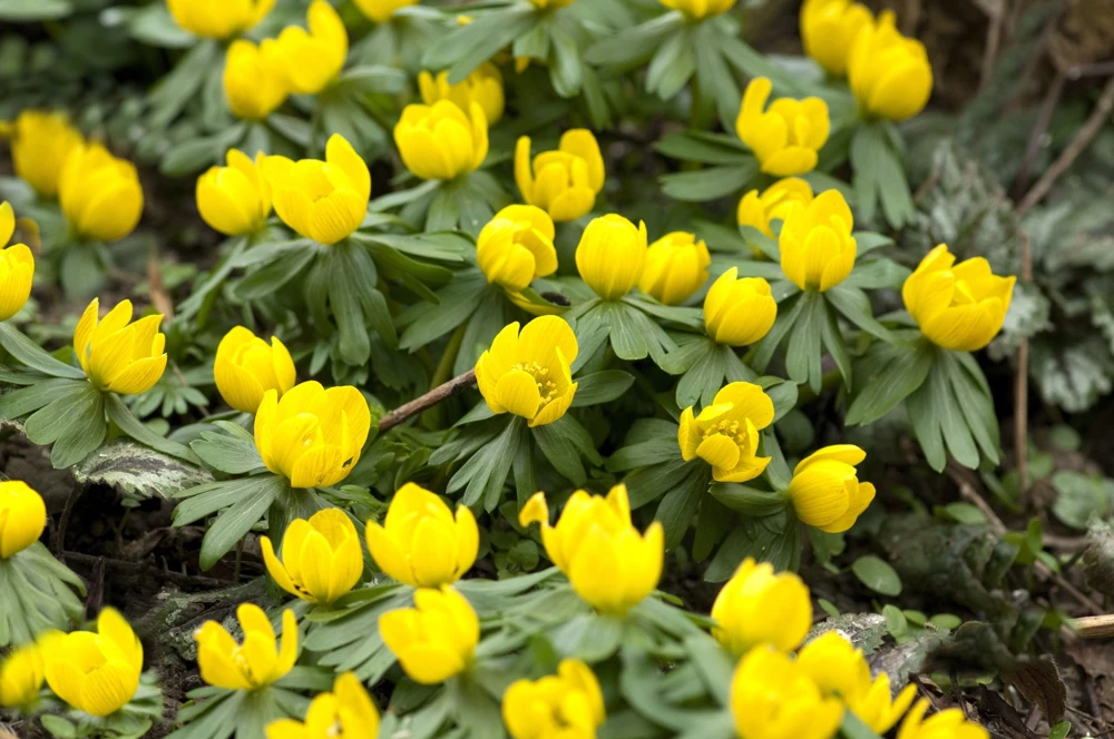 10 Winter Aconite Seeds - Eranthis Hyemalis Yellow Sun Shade Flower Seeds - Image 4