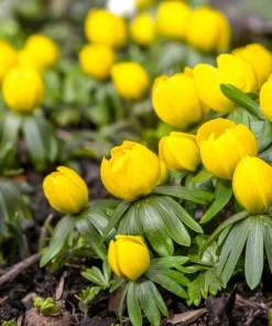 10 Winter Aconite Seeds - Eranthis Hyemalis Yellow Sun Shade Flower Seeds - Image 5