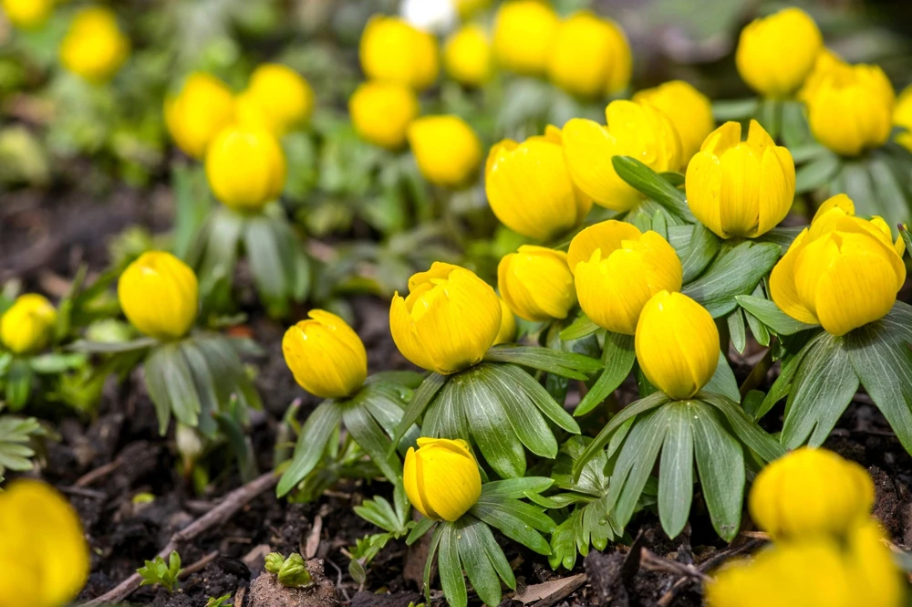 10 Winter Aconite Seeds - Eranthis Hyemalis Yellow Sun Shade Flower Seeds - Image 5
