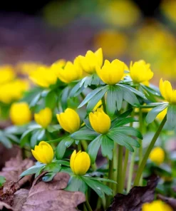10 Winter Aconite Seeds - Eranthis Hyemalis Yellow Sun Shade Flower Seeds - Image 6