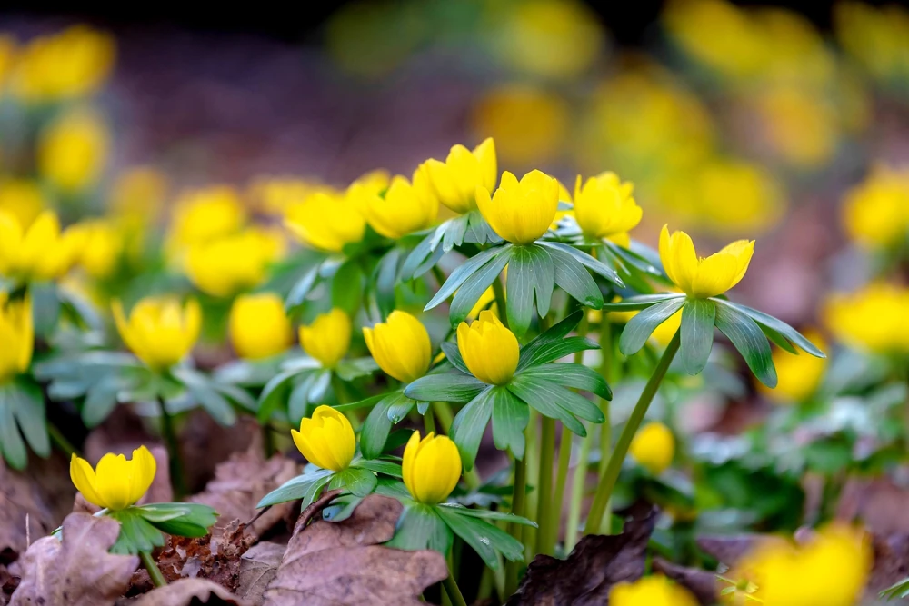 10 Winter Aconite Seeds - Eranthis Hyemalis Yellow Sun Shade Flower Seeds - Image 6