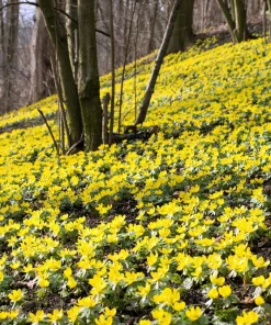 10 Winter Aconite Seeds - Eranthis Hyemalis Yellow Sun Shade Flower Seeds - Image 7