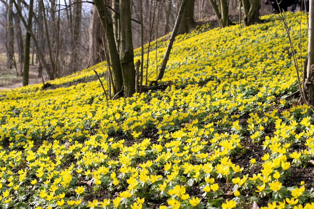 10 Winter Aconite Seeds - Eranthis Hyemalis Yellow Sun Shade Flower Seeds - Image 7