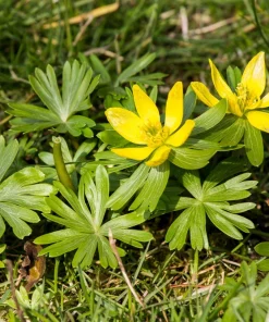 10 Winter Aconite Seeds - Eranthis Hyemalis Yellow Sun Shade Flower Seeds - Image 8