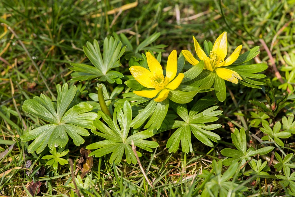 10 Winter Aconite Seeds - Eranthis Hyemalis Yellow Sun Shade Flower Seeds - Image 8