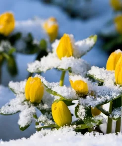 10 Winter Aconite Seeds - Eranthis Hyemalis Yellow Sun Shade Flower Seeds - Image 9