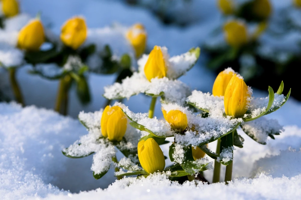 10 Winter Aconite Seeds - Eranthis Hyemalis Yellow Sun Shade Flower Seeds - Image 9