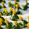 10 Winter Aconite Seeds - Eranthis Hyemalis Yellow Sun Shade Flower Seeds - Image 1