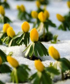 10 Winter Aconite Seeds - Eranthis Hyemalis Yellow Sun Shade Flower Seeds - Image 1