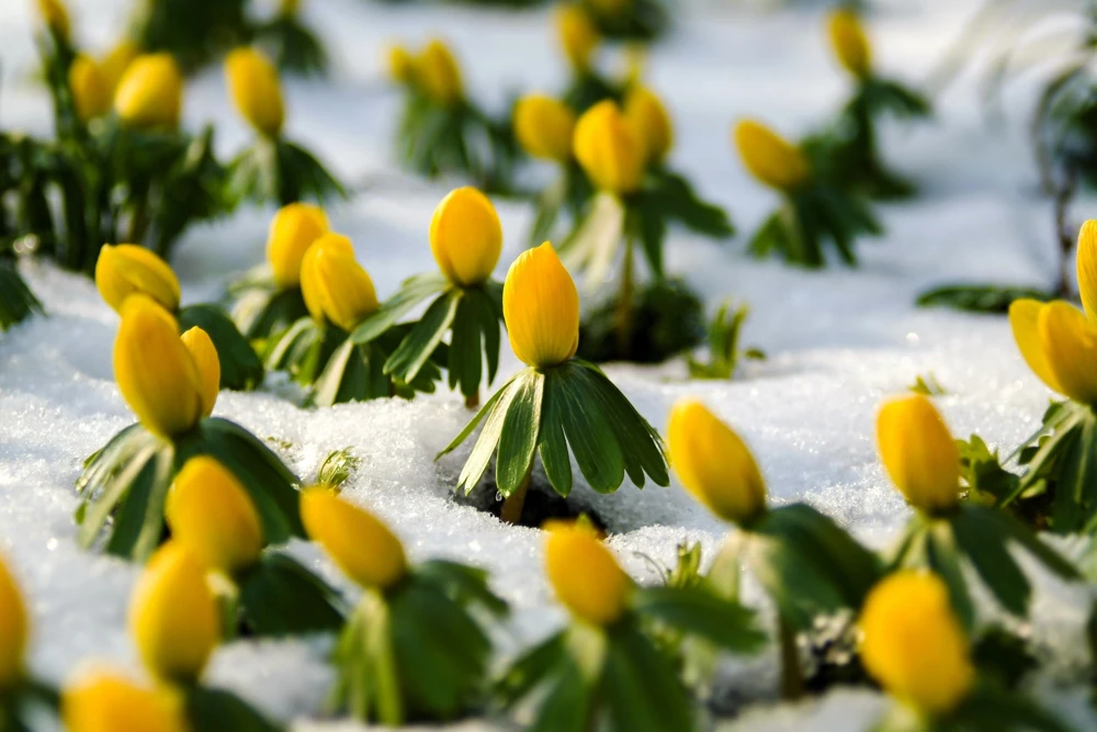 10 Winter Aconite Seeds - Eranthis Hyemalis Yellow Sun Shade Flower Seeds - Image 1