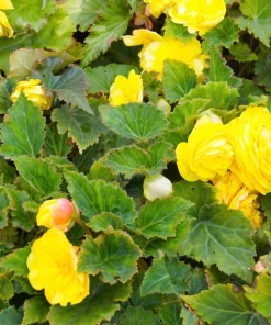 10 Yellow Double Begonia Seeds - Tuberosa Tuberous, Shade Flower - Image 2