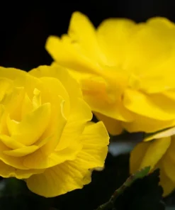 10 Yellow Double Begonia Seeds - Tuberosa Tuberous, Shade Flower - Image 3