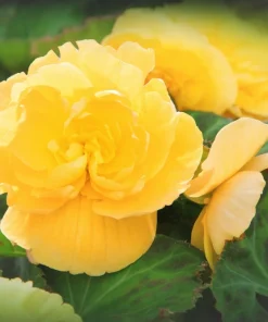 10 Yellow Double Begonia Seeds - Tuberosa Tuberous, Shade Flower - Image 4