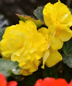 10 Yellow Double Begonia Seeds - Tuberosa Tuberous, Shade Flower - Image 6