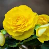 10 Yellow Double Begonia Seeds - Tuberosa Tuberous, Shade Flower - Image 1