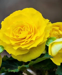 10 Yellow Double Begonia Seeds - Tuberosa Tuberous, Shade Flower - Image 1