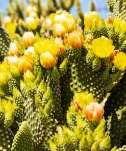 10 Yellow Prickly Pear Cactus Seeds - Opuntia Ficus-Indica for Garden - Image 10