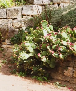 10 Yellow Prickly Pear Cactus Seeds - Opuntia Ficus-Indica for Garden - Image 11