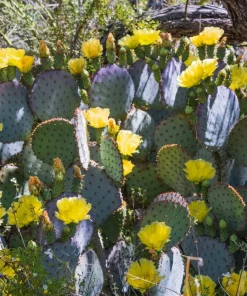 10 Yellow Prickly Pear Cactus Seeds - Opuntia Ficus-Indica for Garden - Image 12