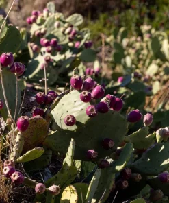 10 Yellow Prickly Pear Cactus Seeds - Opuntia Ficus-Indica for Garden - Image 13
