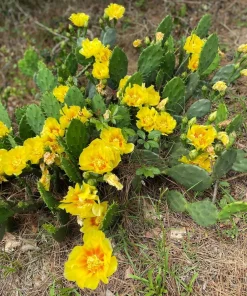 10 Yellow Prickly Pear Cactus Seeds - Opuntia Ficus-Indica for Garden - Image 2