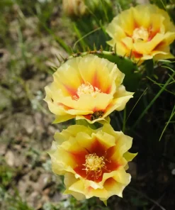 10 Yellow Prickly Pear Cactus Seeds - Opuntia Ficus-Indica for Garden - Image 3