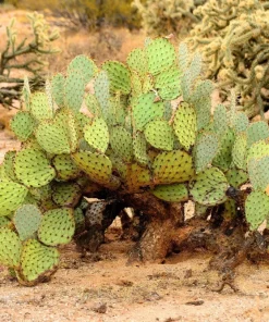 10 Yellow Prickly Pear Cactus Seeds - Opuntia Ficus-Indica for Garden - Image 4