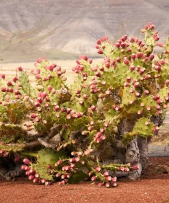 10 Yellow Prickly Pear Cactus Seeds - Opuntia Ficus-Indica for Garden - Image 5