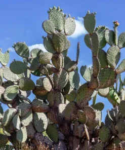 10 Yellow Prickly Pear Cactus Seeds - Opuntia Ficus-Indica for Garden - Image 6