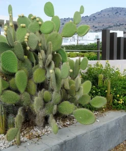 10 Yellow Prickly Pear Cactus Seeds - Opuntia Ficus-Indica for Garden - Image 7