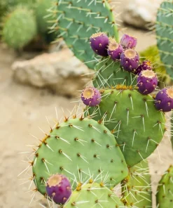10 Yellow Prickly Pear Cactus Seeds - Opuntia Ficus-Indica for Garden - Image 8