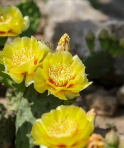 10 Yellow Prickly Pear Cactus Seeds - Opuntia Ficus-Indica for Garden - Image 9