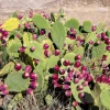 10 Yellow Prickly Pear Cactus Seeds - Opuntia Ficus-Indica for Garden - Image 1