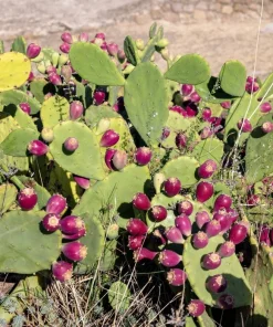 10 Yellow Prickly Pear Cactus Seeds - Opuntia Ficus-Indica for Garden - Image 1