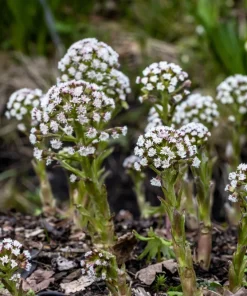 100 Arctic Sweet Coltsfoot Seeds - Petasites Frigidus - Sun Shade Moist Flower Herb - Image 10