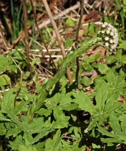 100 Arctic Sweet Coltsfoot Seeds - Petasites Frigidus - Sun Shade Moist Flower Herb - Image 11