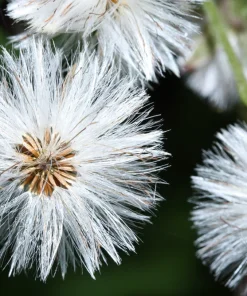 100 Arctic Sweet Coltsfoot Seeds - Petasites Frigidus - Sun Shade Moist Flower Herb - Image 12