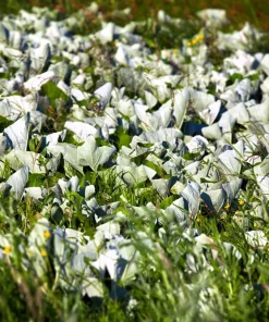 100 Arctic Sweet Coltsfoot Seeds - Petasites Frigidus - Sun Shade Moist Flower Herb - Image 13