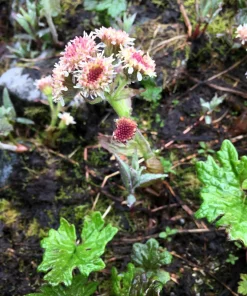 100 Arctic Sweet Coltsfoot Seeds - Petasites Frigidus - Sun Shade Moist Flower Herb - Image 2