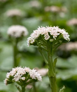 100 Arctic Sweet Coltsfoot Seeds - Petasites Frigidus - Sun Shade Moist Flower Herb - Image 3